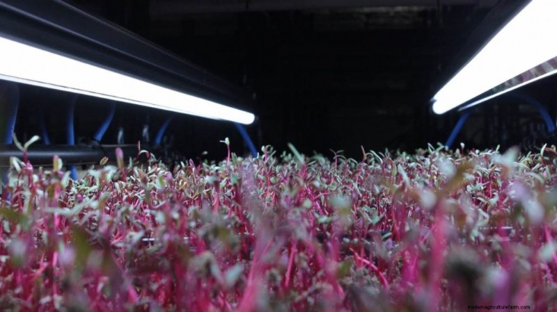 Mencegah Jamur di Microgreens Dalam Ruangan:Panduan Komprehensif 