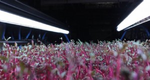 Schimmel voorkomen in microgroenten binnenshuis:een uitgebreide gids 