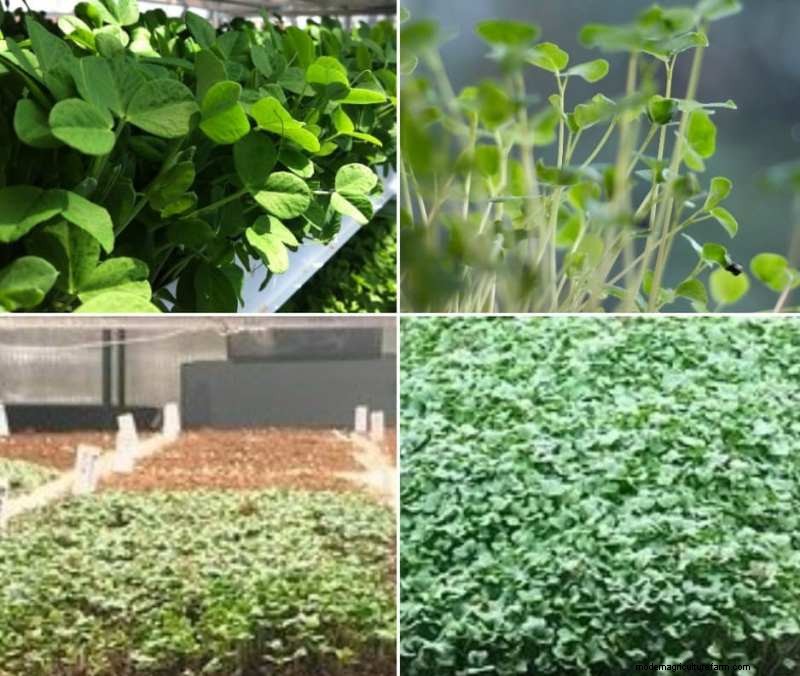 Mencegah Jamur di Microgreens Dalam Ruangan:Panduan Komprehensif 