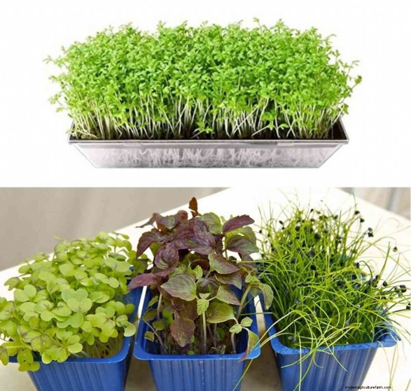 Mencegah Jamur di Microgreens Dalam Ruangan:Panduan Komprehensif 