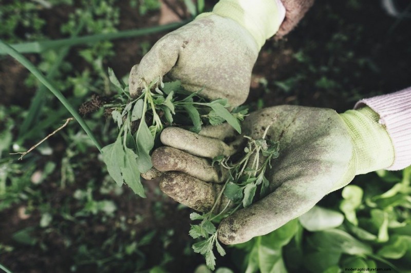 Tuinhandschoenen:een uitgebreide koopgids 