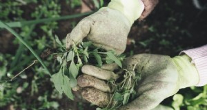 Tuinhandschoenen:een uitgebreide koopgids 