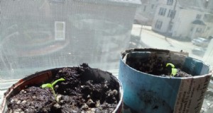 DIY 苗コンテナ:予算と環境に優しい 6 つのオプション 