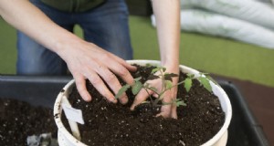 Beste Gartenbücher für Anfänger:Beginnen Sie Ihre grüne Reise 