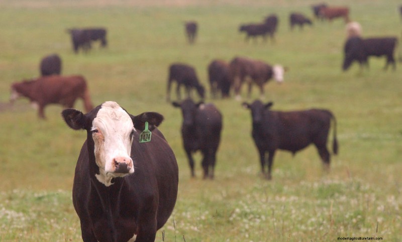 Daging Sapi Netral Karbon:Menjelajahi Praktik Berkelanjutan 