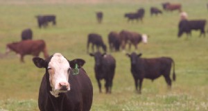 Daging Sapi Netral Karbon:Menjelajahi Praktik Berkelanjutan 