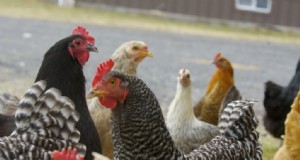 Geflügel als Haustiere:Warum Hühner im Innenbereich nicht zu empfehlen sind 
