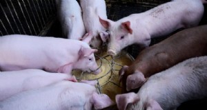 Ingresos de la cría de cerdos:ganancias anuales por tamaño de granja y región - Perspectivas para 2025 
