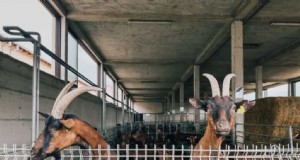 Planes de refugio para cabras de bricolaje:ideas de granero rentables para agricultores 