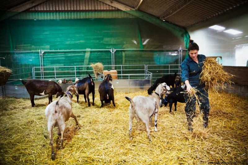 Rencana Penampungan Kambing DIY:Ide Gudang Hemat Biaya untuk Petani 