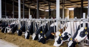 Biologische melkveehouderij:een uitgebreide gids voor duurzame praktijken 