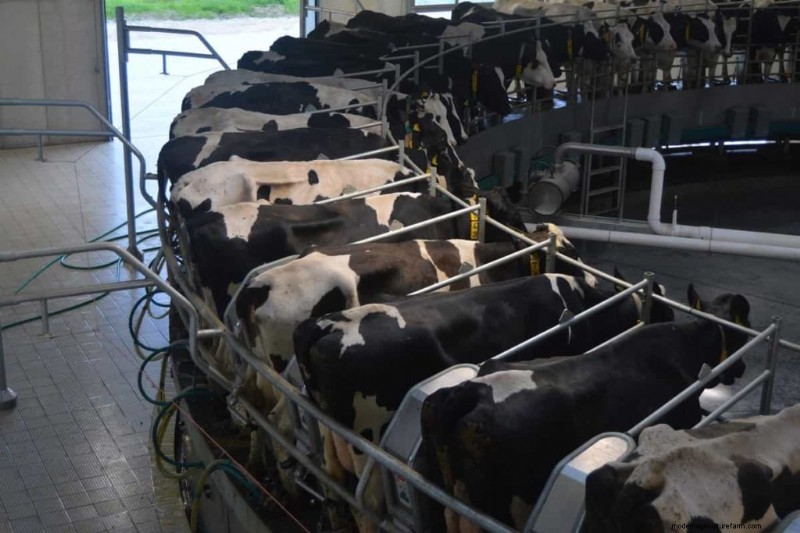 Peternakan Sapi Perah Organik:Panduan Komprehensif untuk Praktik Berkelanjutan 
