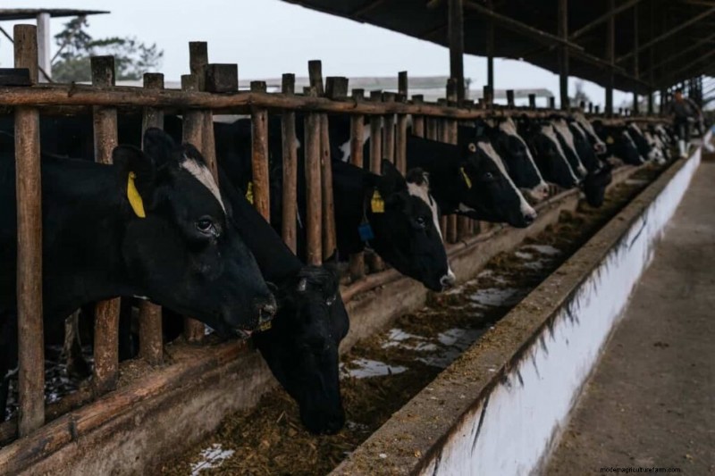 Peternakan Sapi Perah Organik:Panduan Komprehensif untuk Praktik Berkelanjutan 