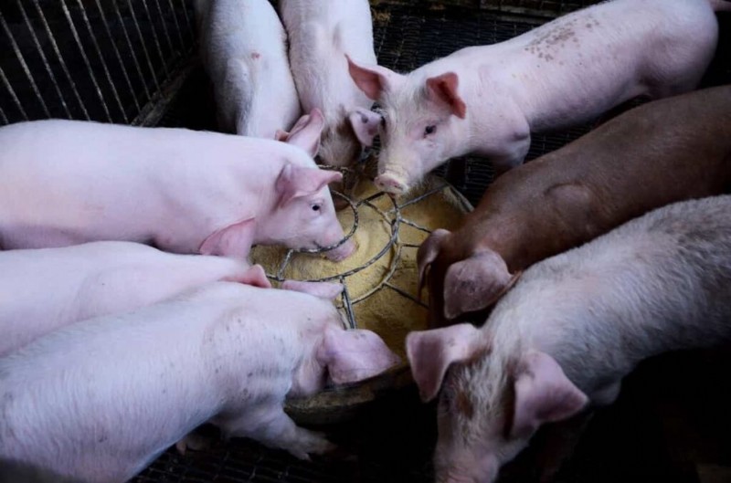 家畜のための重曹:動物の健康と衛生に関する包括的なガイド 