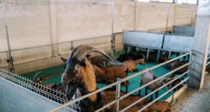 Geitenstalbouw:essentiële schuilplaatsvereisten voor gezonde geiten 