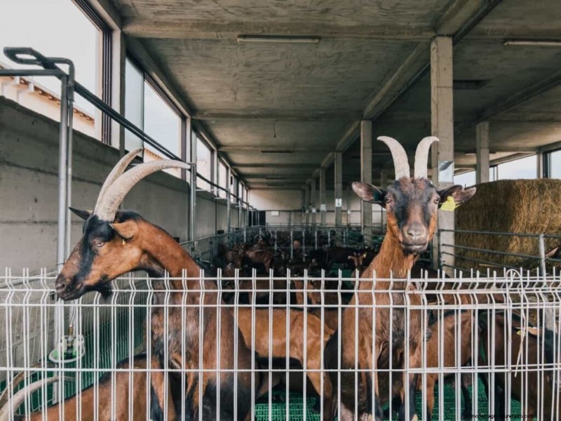 ヤギ小屋の建設:健康なヤギのための避難所の必須要件 