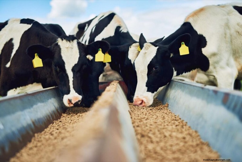 授乳の最適化:高品質の牛乳のための実証済みの飼料配合 