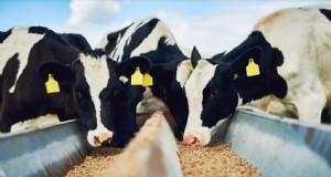 Optimalisatie van de lactatie:Beproefde voerformules voor hoogwaardige melk 
