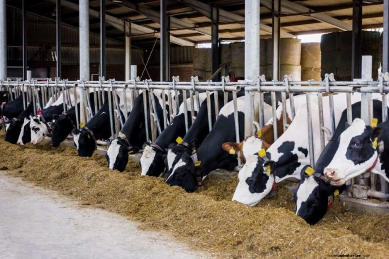 授乳の最適化:高品質の牛乳のための実証済みの飼料配合 