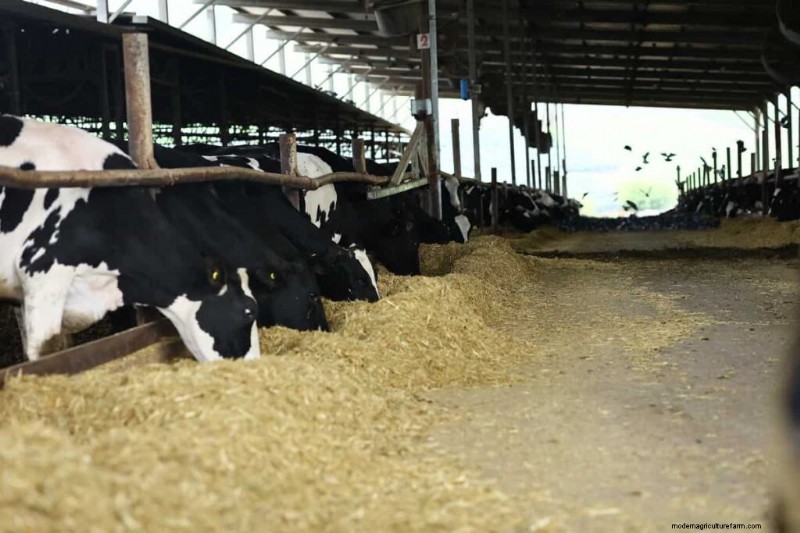 授乳の最適化:高品質の牛乳のための実証済みの飼料配合 