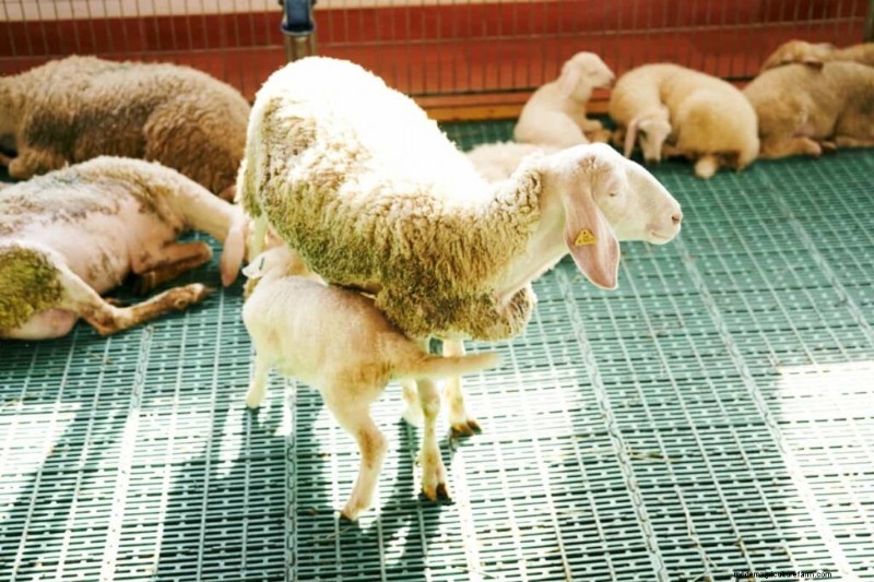Crianza de ovejas en Medio Oriente:una guía de rentabilidad para los mercados de carne de cordero 
