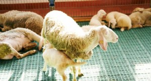 中東の羊の飼育:羊肉市場の収益性ガイド 