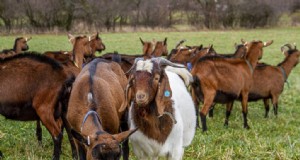 Iniciar una granja de cabras en Nigeria:guía de costos e inversión 