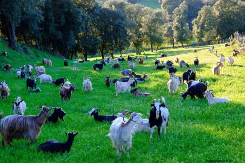 Iniciar una granja de cabras en Nigeria:guía de costos e inversión 