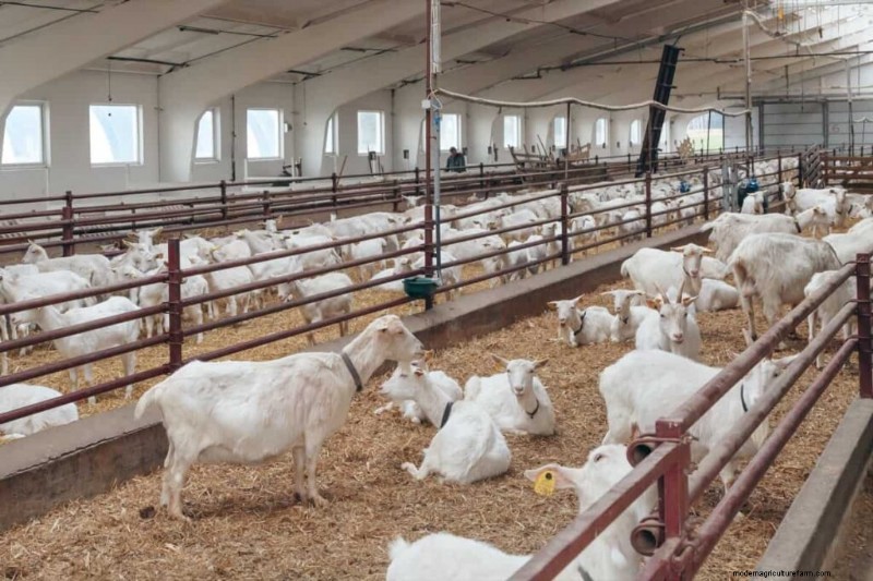 Iniciar una granja de cabras en Nigeria:guía de costos e inversión 