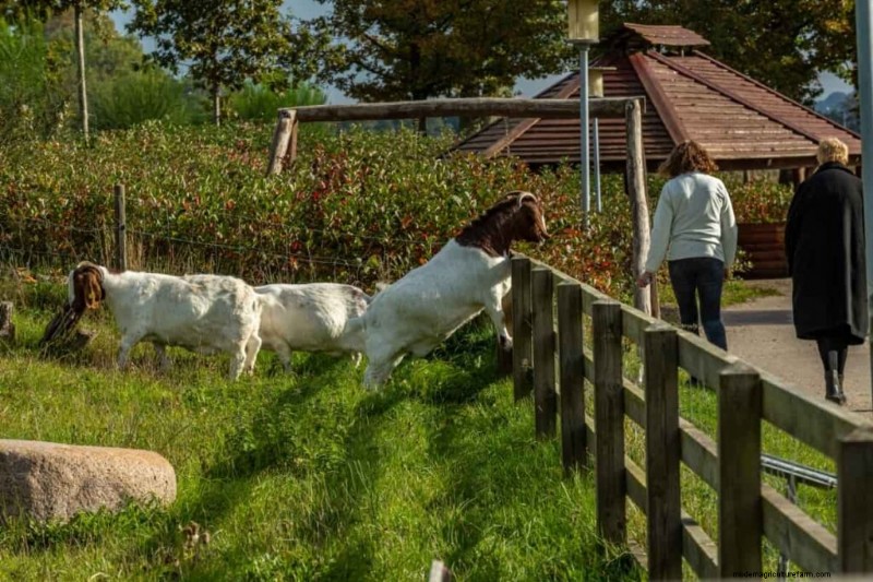 Crianza de cabras bóer:una guía completa de configuración y gestión 