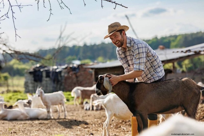 Een geitenboerderij starten:een uitgebreide gids voor bedrijfsplannen 