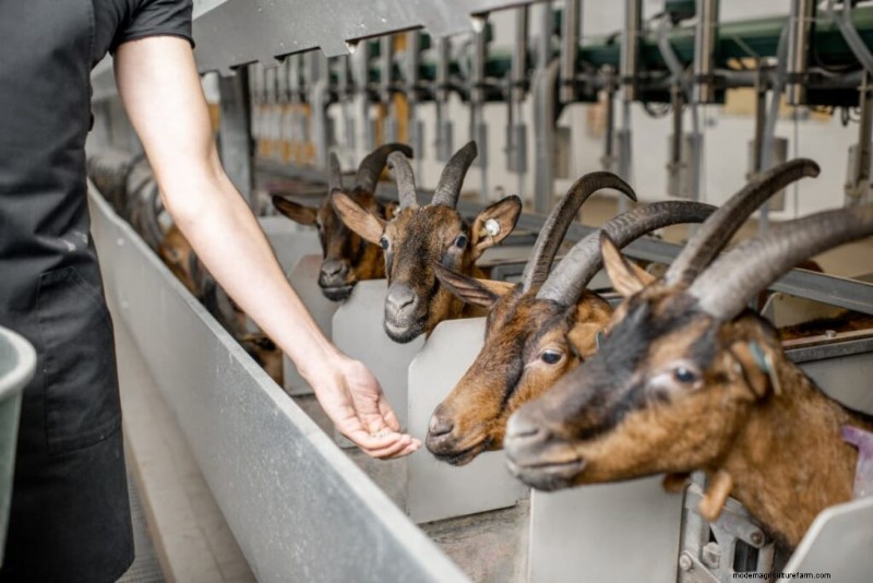 Een geitenboerderij starten:een uitgebreide gids voor bedrijfsplannen 