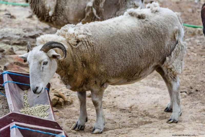 Maximaliseer de gewichtstoename van schapen:een gids van drie maanden voor gezondheid en winst 