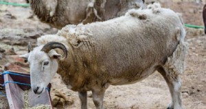 Maximaliseer de gewichtstoename van schapen:een gids van drie maanden voor gezondheid en winst 