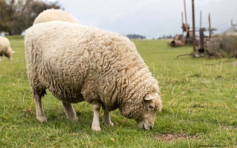 Maximaliseer de gewichtstoename van schapen:een gids van drie maanden voor gezondheid en winst 