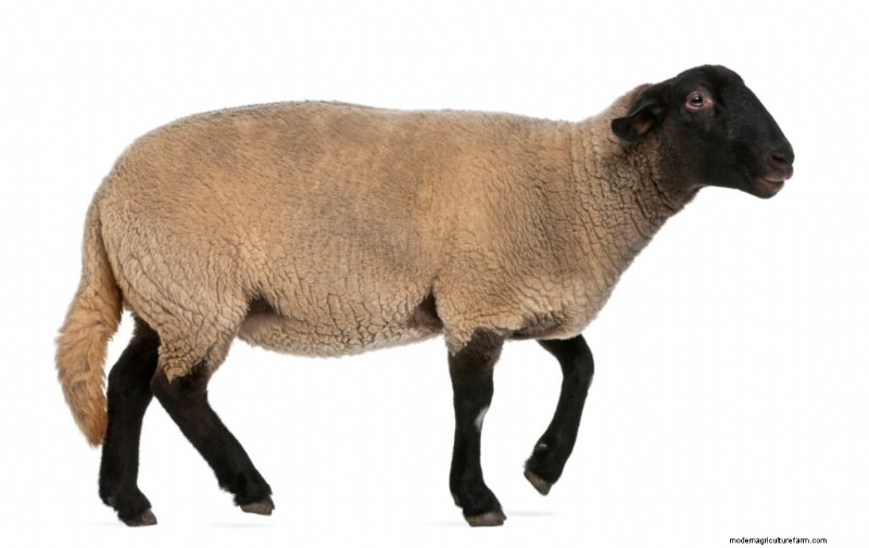 Maximaliseer de gewichtstoename van schapen:een gids van drie maanden voor gezondheid en winst 
