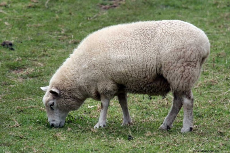 Maximaliseer de gewichtstoename van schapen:een gids van drie maanden voor gezondheid en winst 