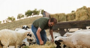 Ganadería natural:prácticas sostenibles para la salud y la productividad 
