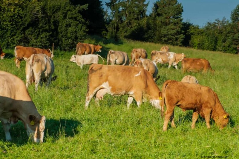 Ganadería natural:prácticas sostenibles para la salud y la productividad 