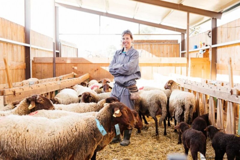 Aumente la rentabilidad de la cría de ovejas:una guía completa 