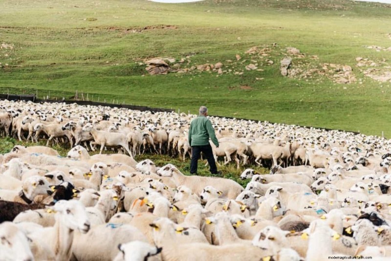 Aumente la rentabilidad de la cría de ovejas:una guía completa 
