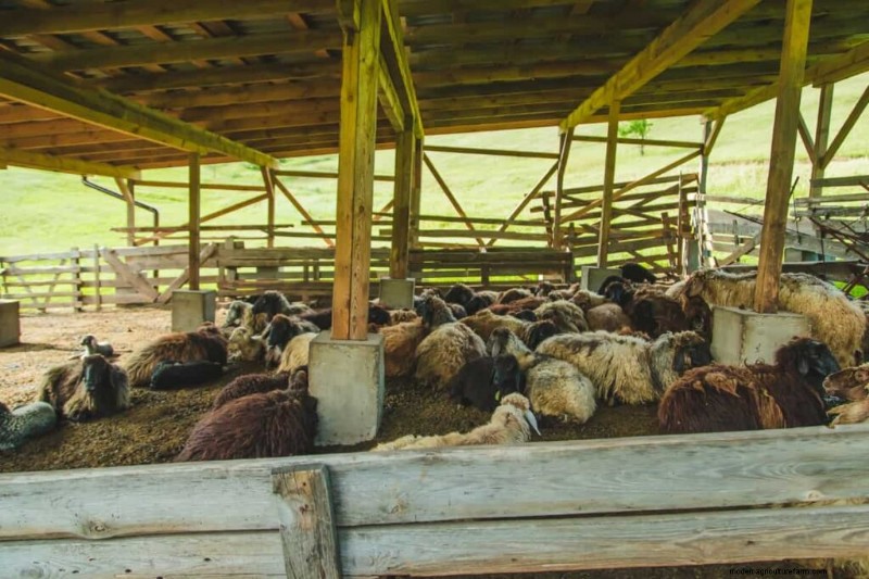 Costruzione economica di un capannone per pecore:idee e suggerimenti convenienti 