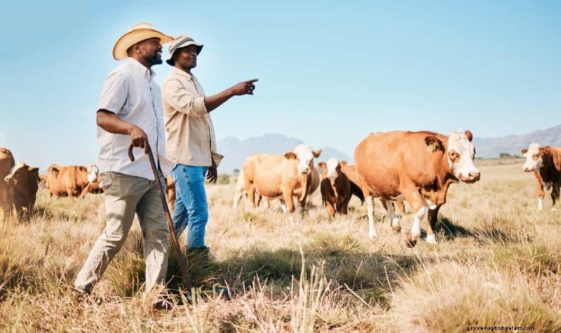 Rentabilidad de la ganadería:ingresos, gastos y tendencias del mercado 