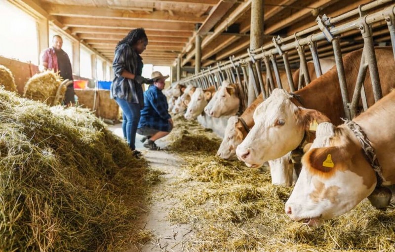 Rentabilidad de la ganadería:ingresos, gastos y tendencias del mercado 