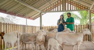 Iniciar una granja de ovejas:un plan de negocios integral 