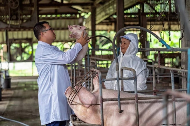 Beginnersgids voor het mesten van varkens:het maximaliseren van de winstgevendheid 