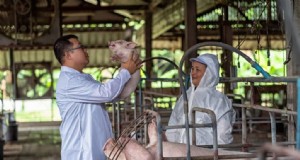 Beginnersgids voor het mesten van varkens:het maximaliseren van de winstgevendheid 