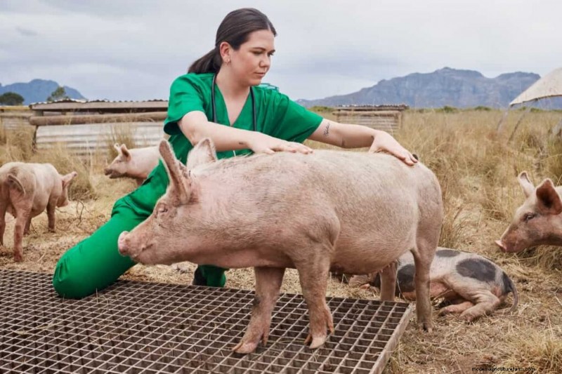 Beginnersgids voor het mesten van varkens:het maximaliseren van de winstgevendheid 