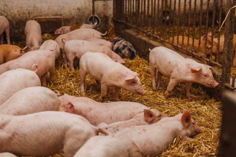 Beginnersgids voor het mesten van varkens:het maximaliseren van de winstgevendheid 