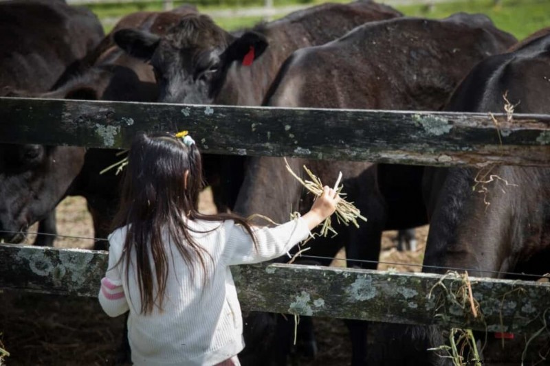 Wagyu-vee:een uitgebreide gids voor het fokken en fokken van premium rundvlees 